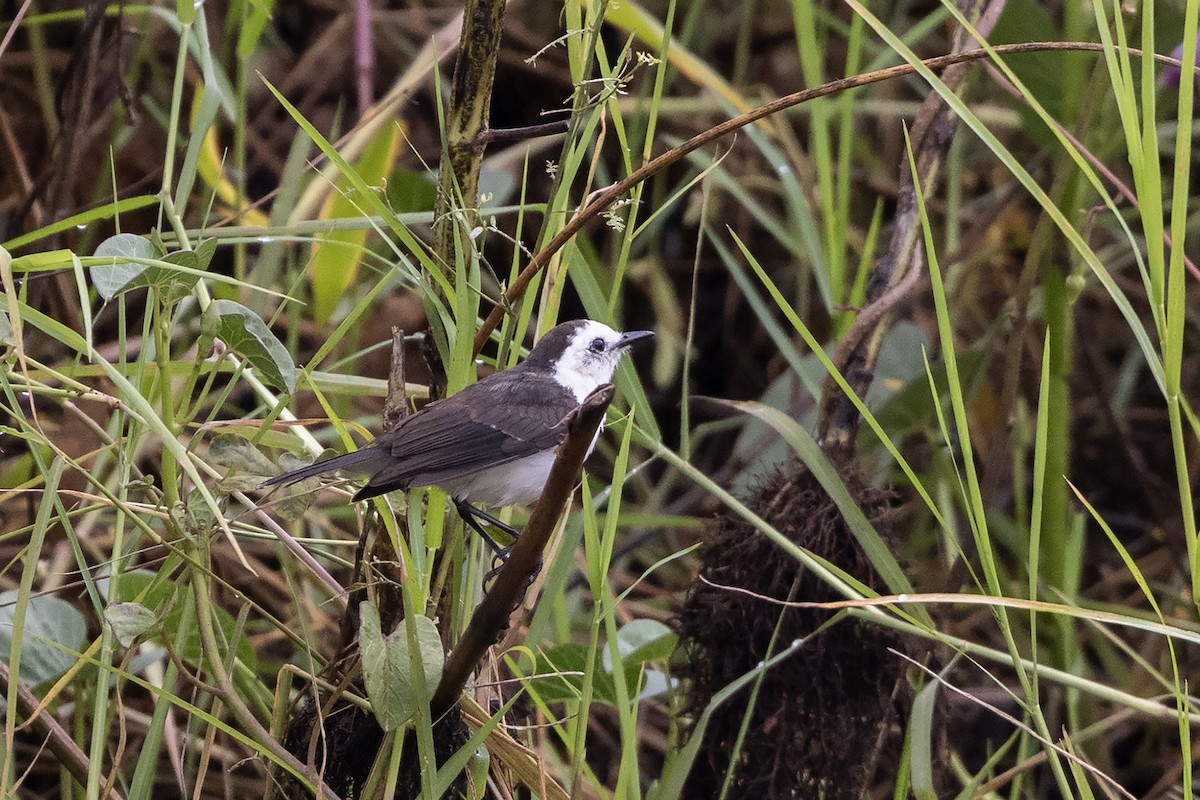 Black-backed Water-Tyrant - ML637311928