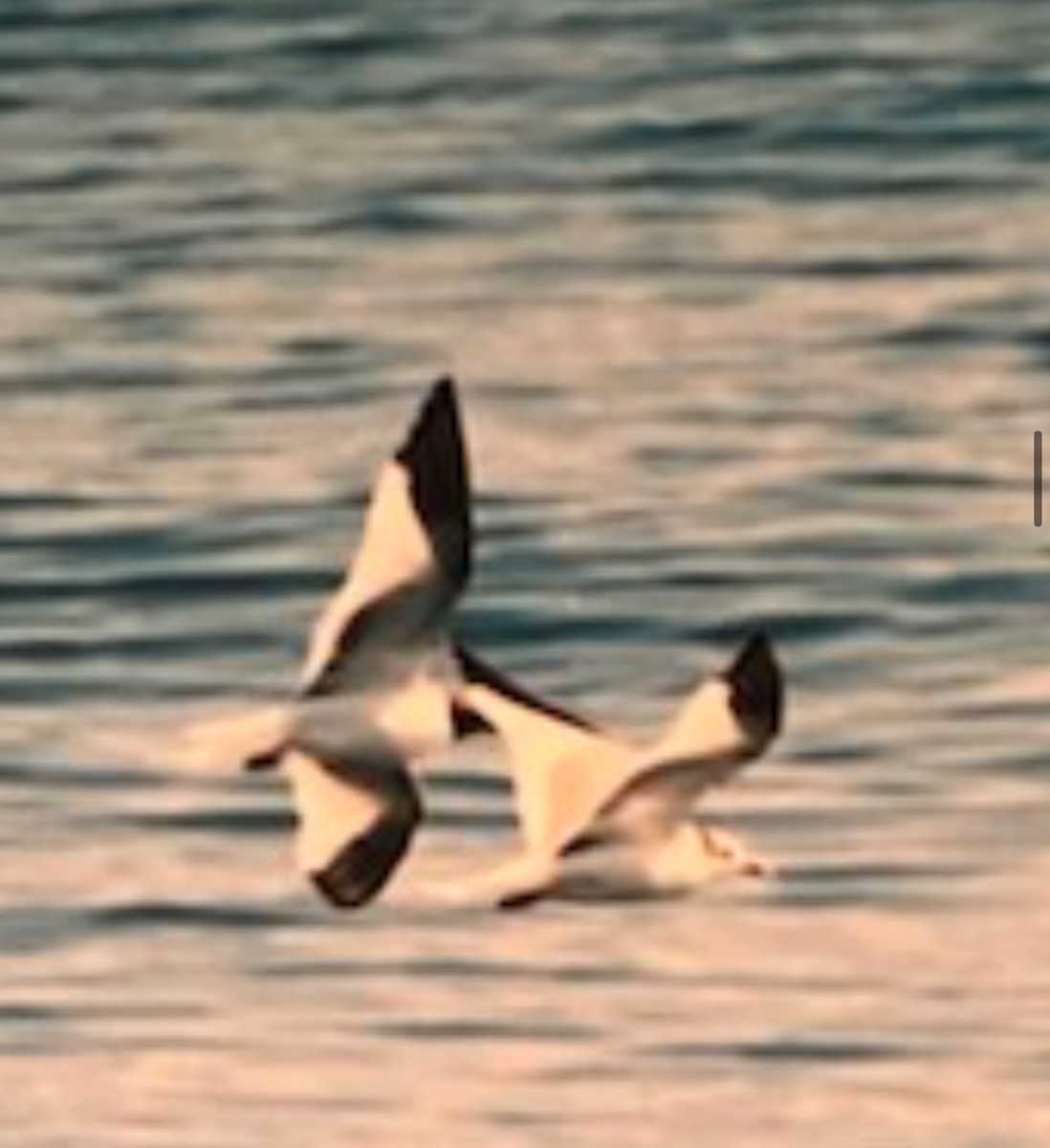 Sabine's Gull - ML637311929
