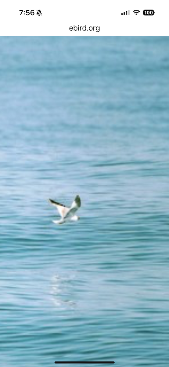 Sabine's Gull - ML637311930