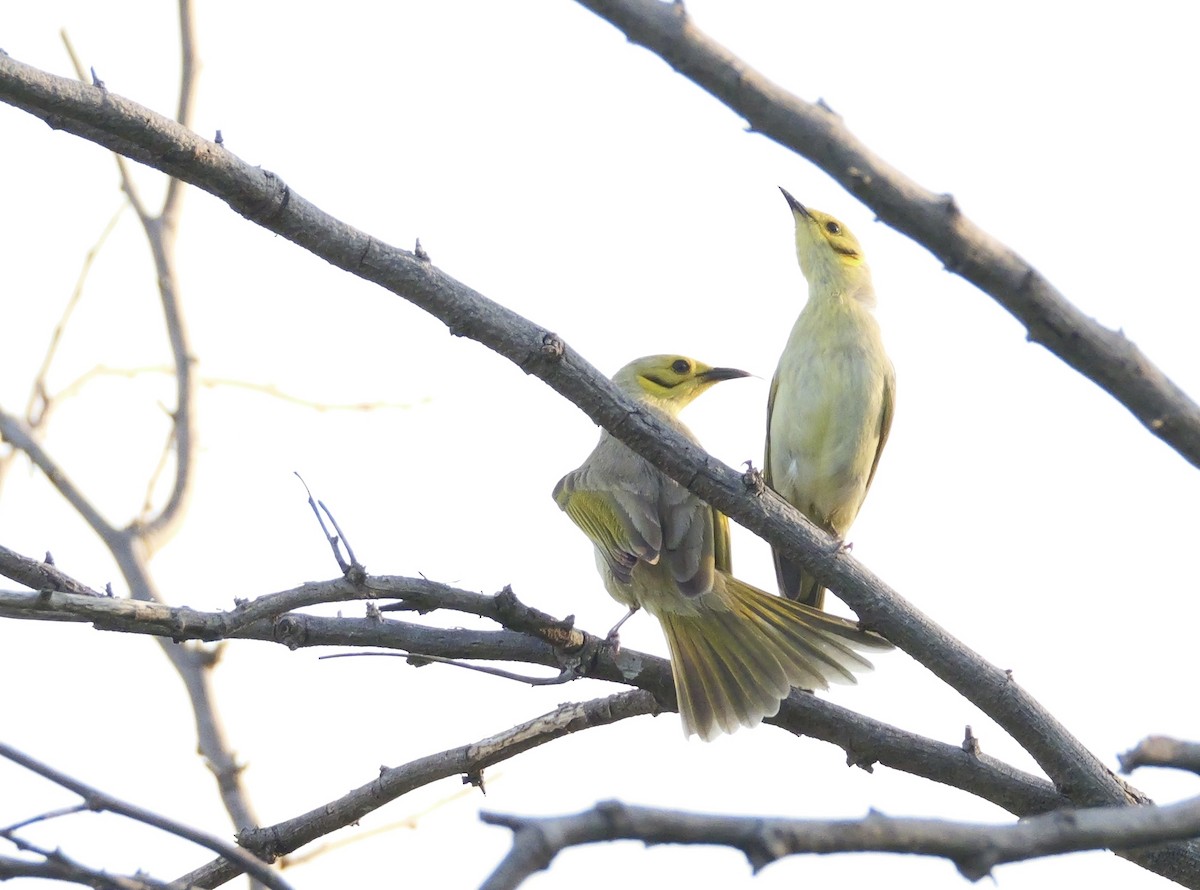 Yellow-tinted Honeyeater - ML637311990