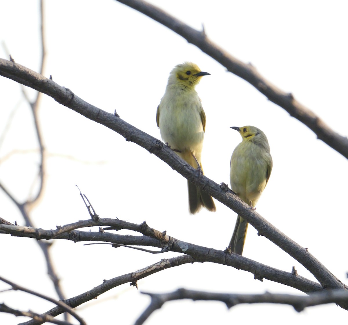 Yellow-tinted Honeyeater - ML637311991