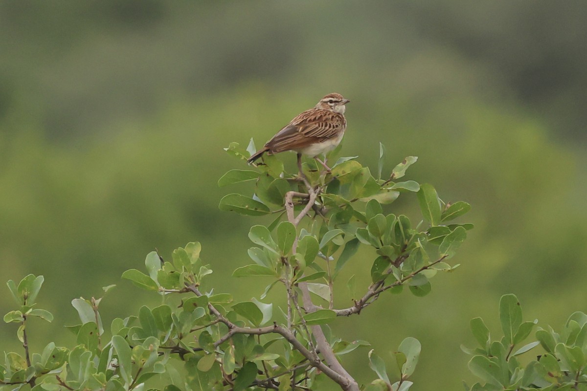 Fawn-colored Lark (Foxy) - ML637312063