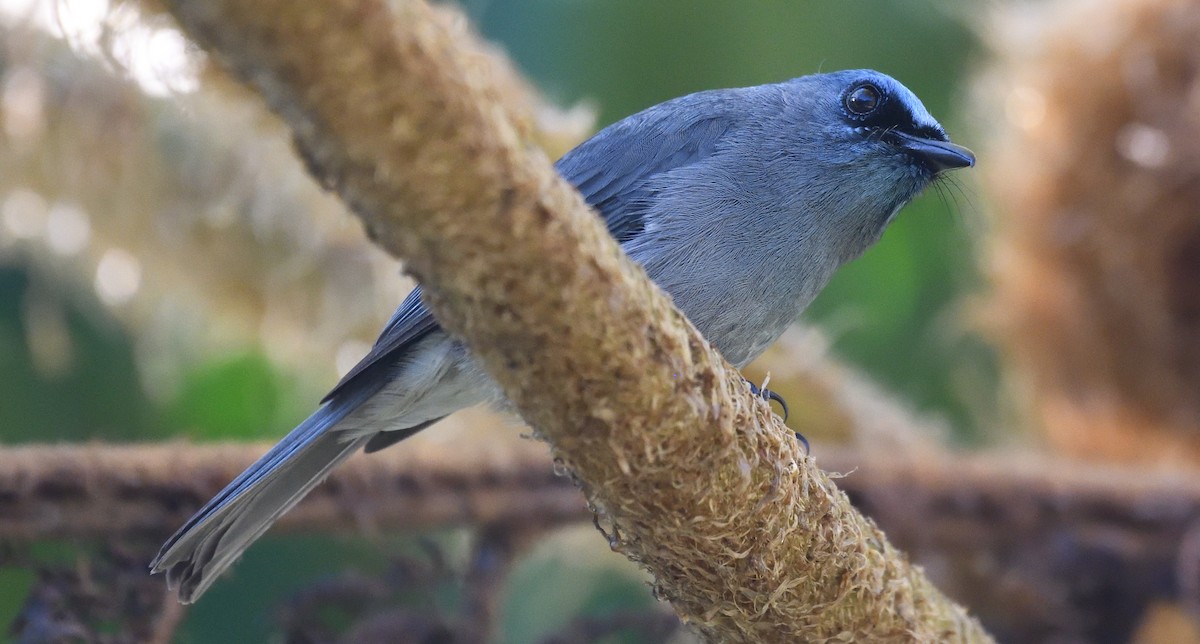Dull-blue Flycatcher - ML637312080