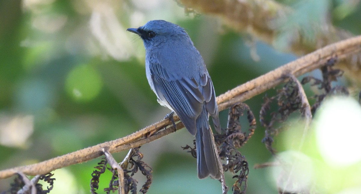 Dull-blue Flycatcher - ML637312081