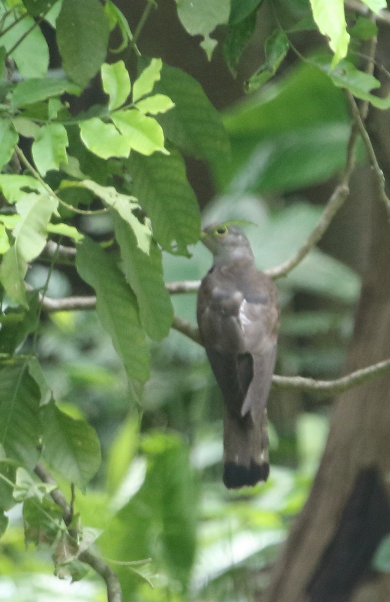 Indian Cuckoo - ML637312158