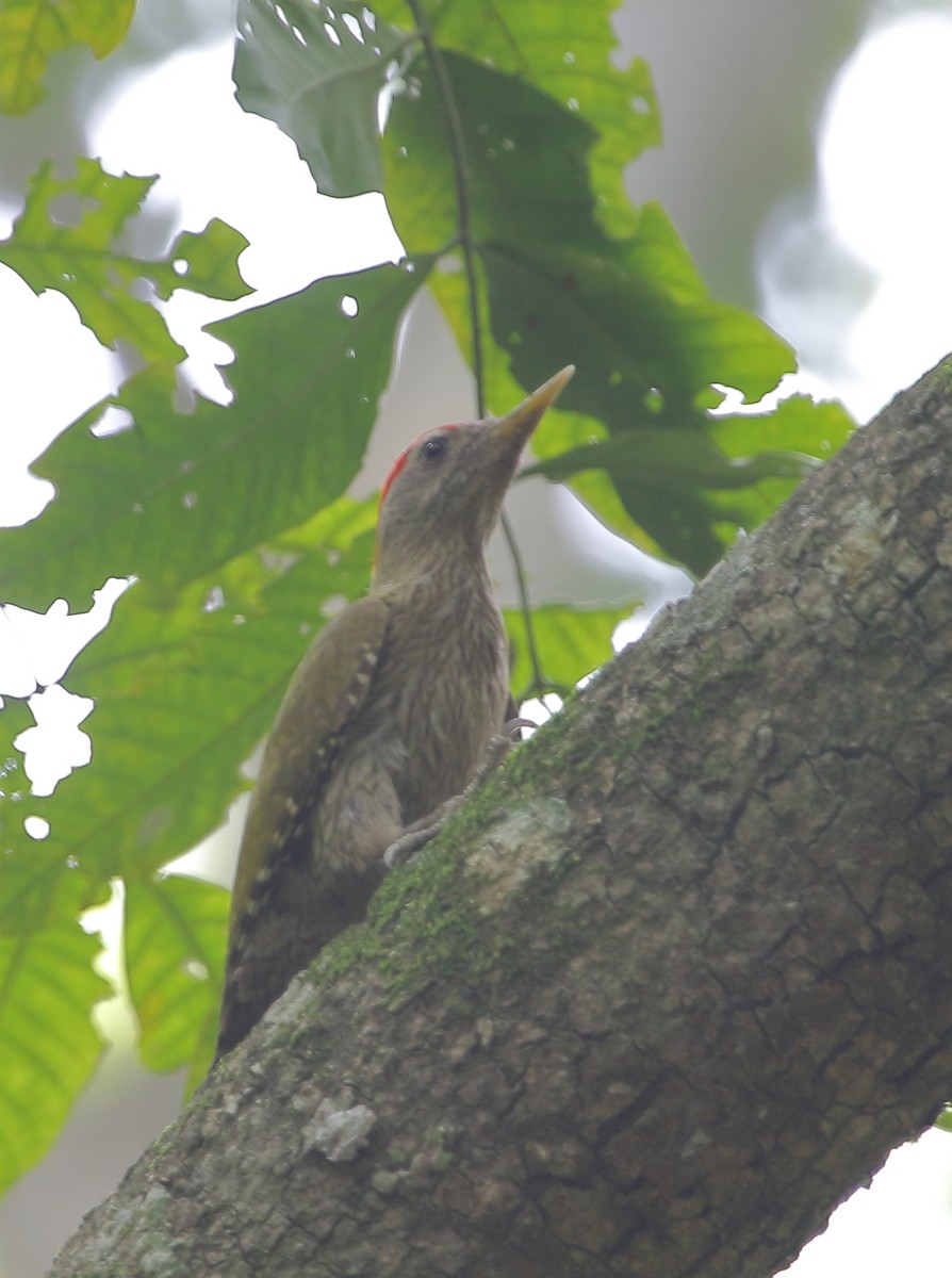 Streak-throated Woodpecker - ML637312163