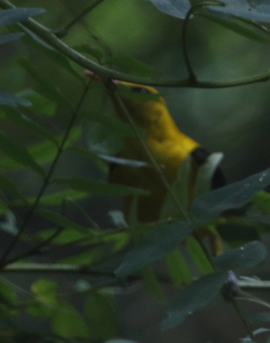 Indian Golden Oriole - ML637312177