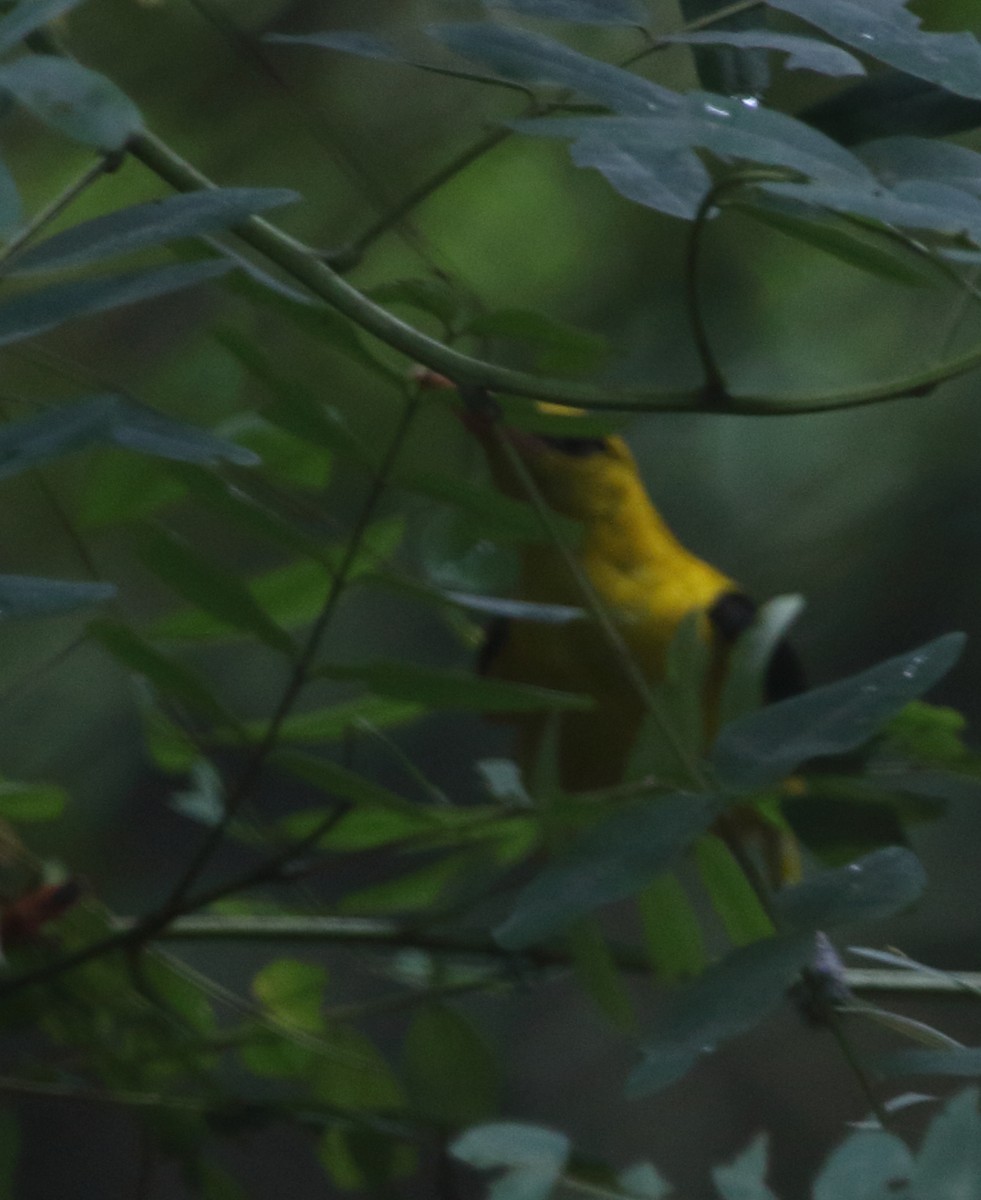 Indian Golden Oriole - ML637312178