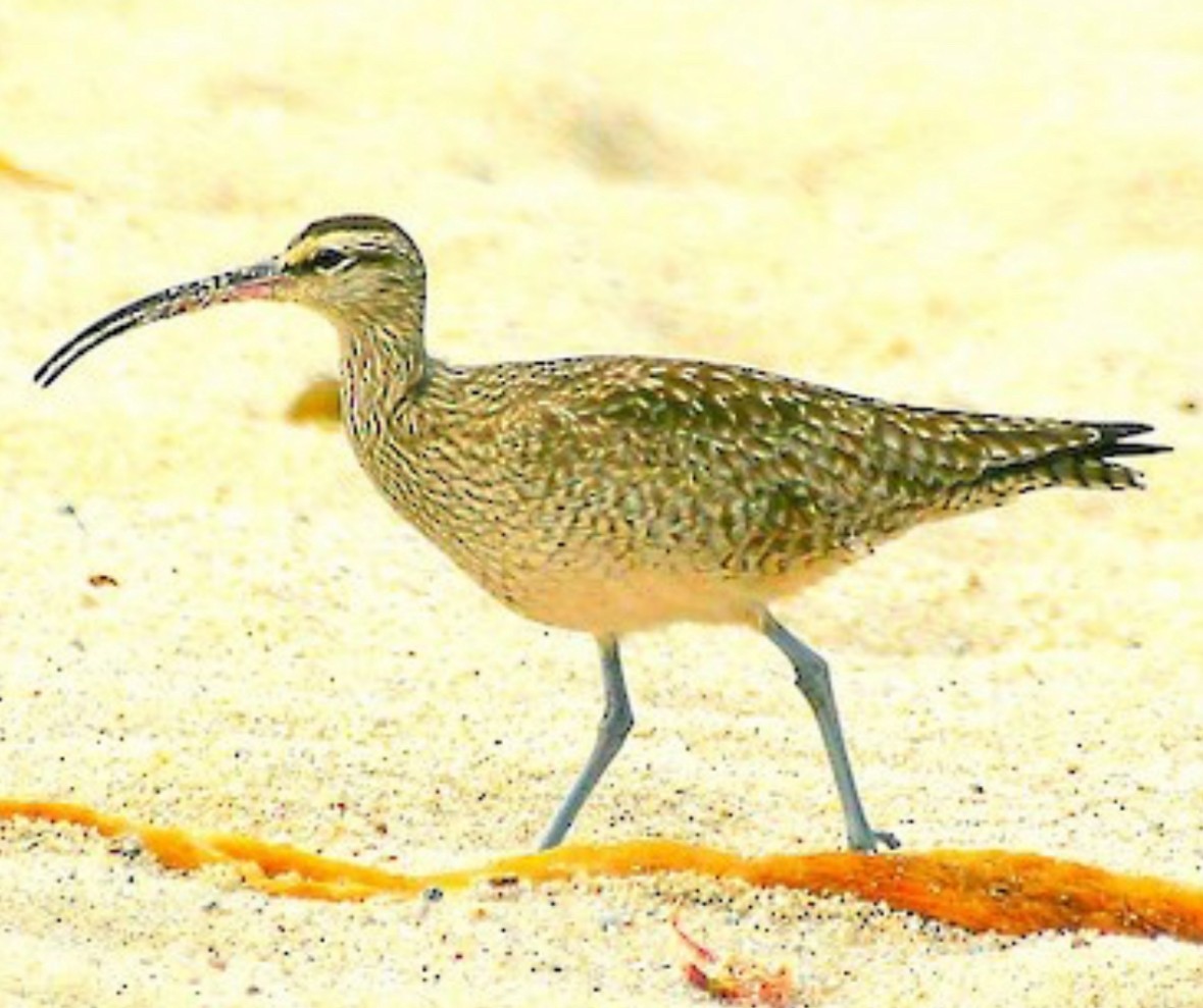 Whimbrel - ML637312215