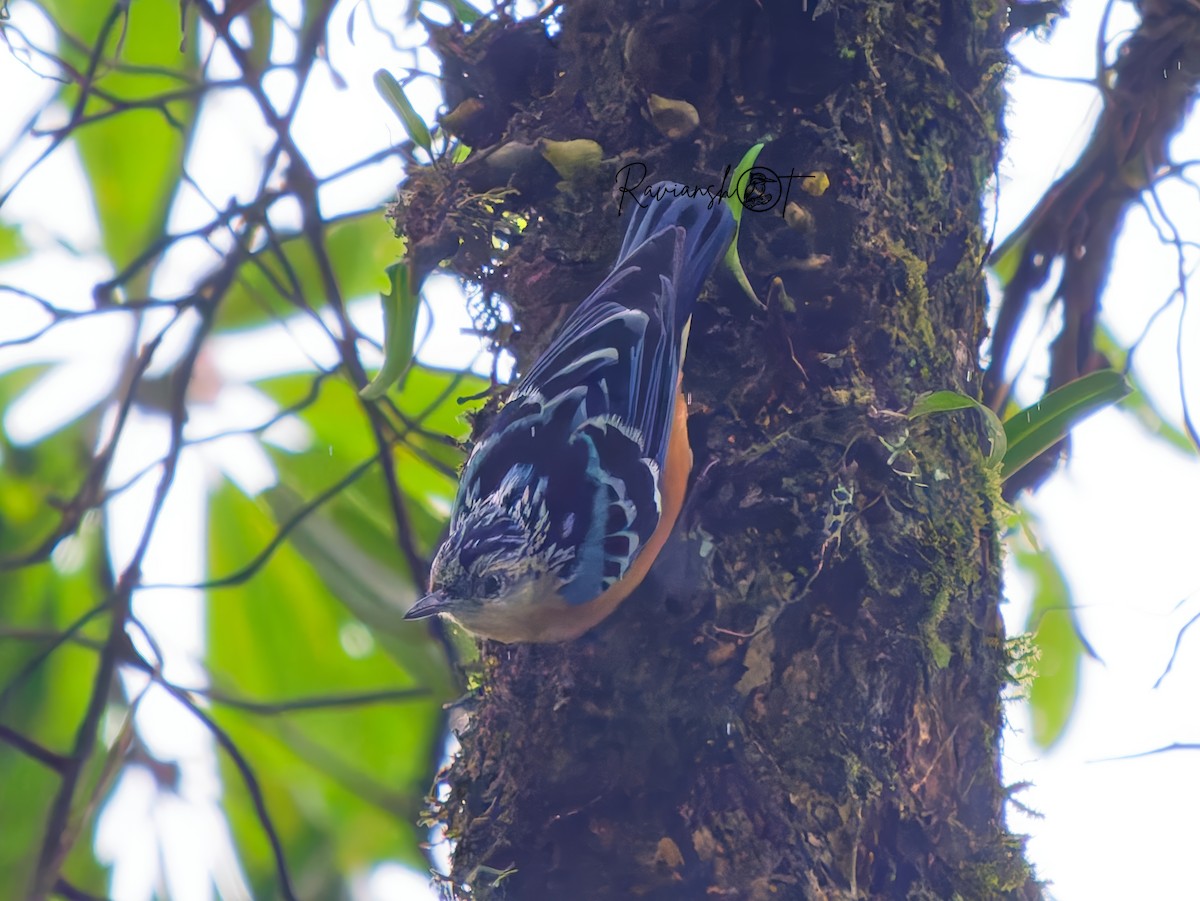 Beautiful Nuthatch - ML637312219