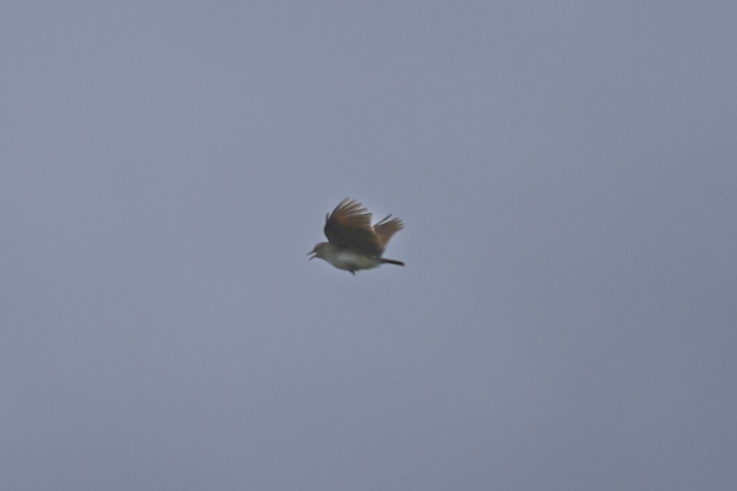 Red-winged Lark - ML637312220
