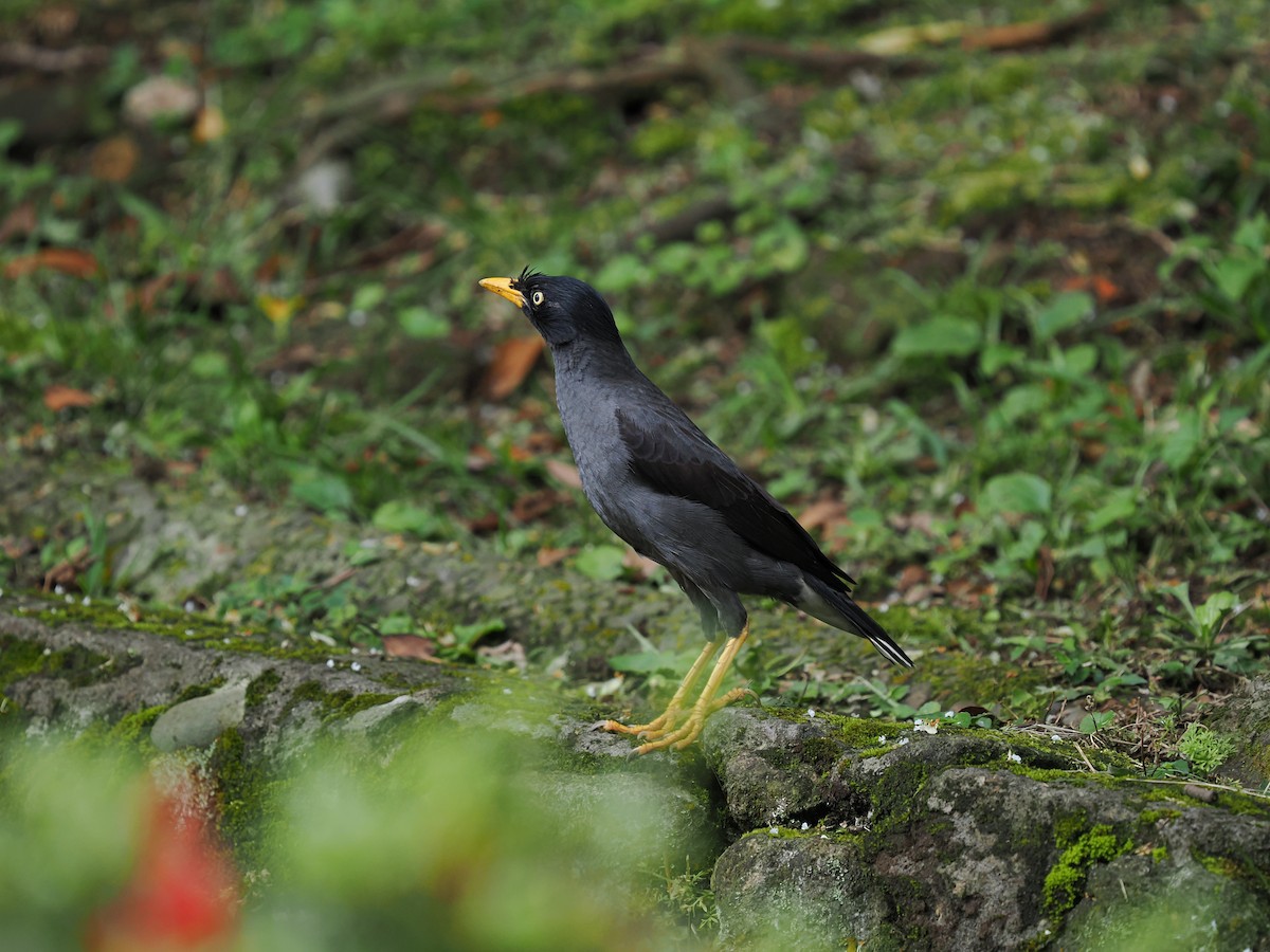 Javan Myna - ML637312372