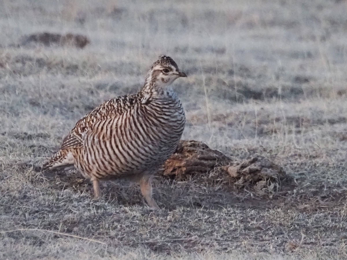 Greater Prairie-Chicken - ML637312500