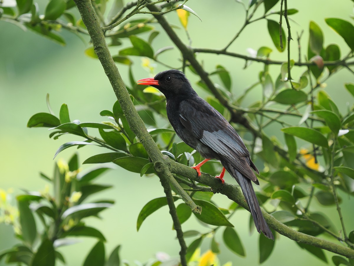 Black Bulbul - ML637312507