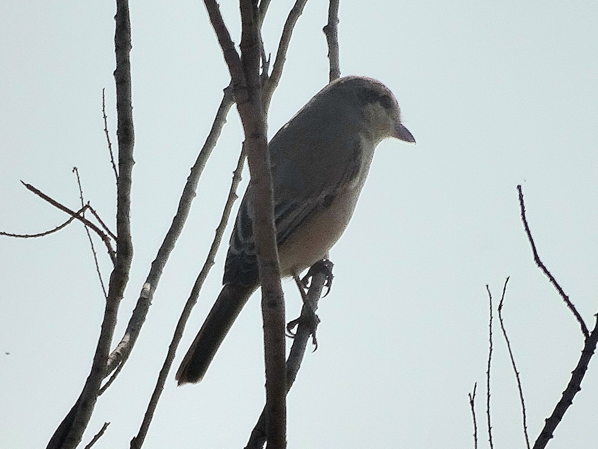 Isabelline Shrike - ML637312534