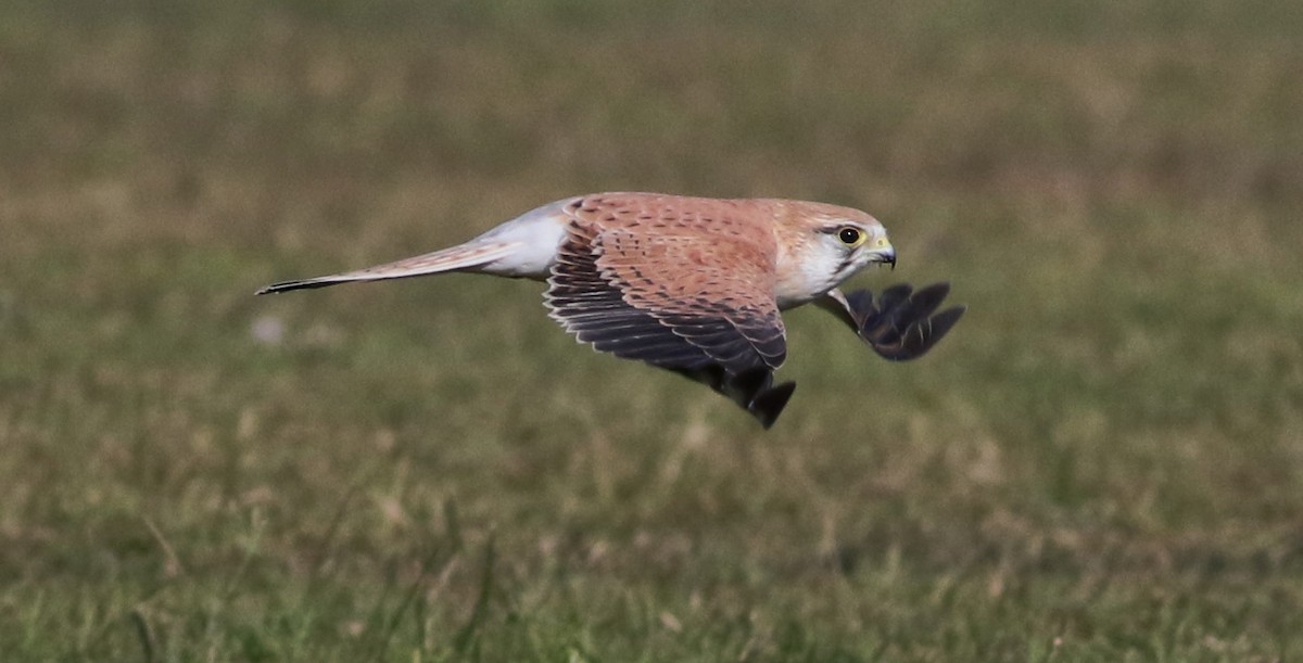 Nankeen Kestrel - ML637312547