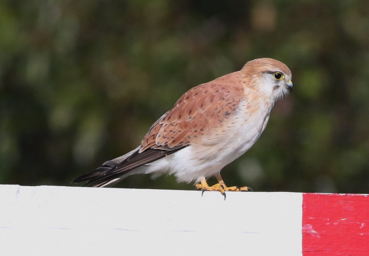 Nankeen Kestrel - ML637312548
