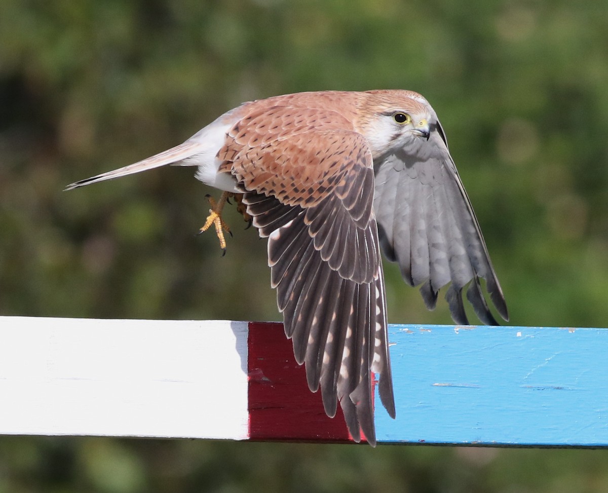 Nankeen Kestrel - ML637312549