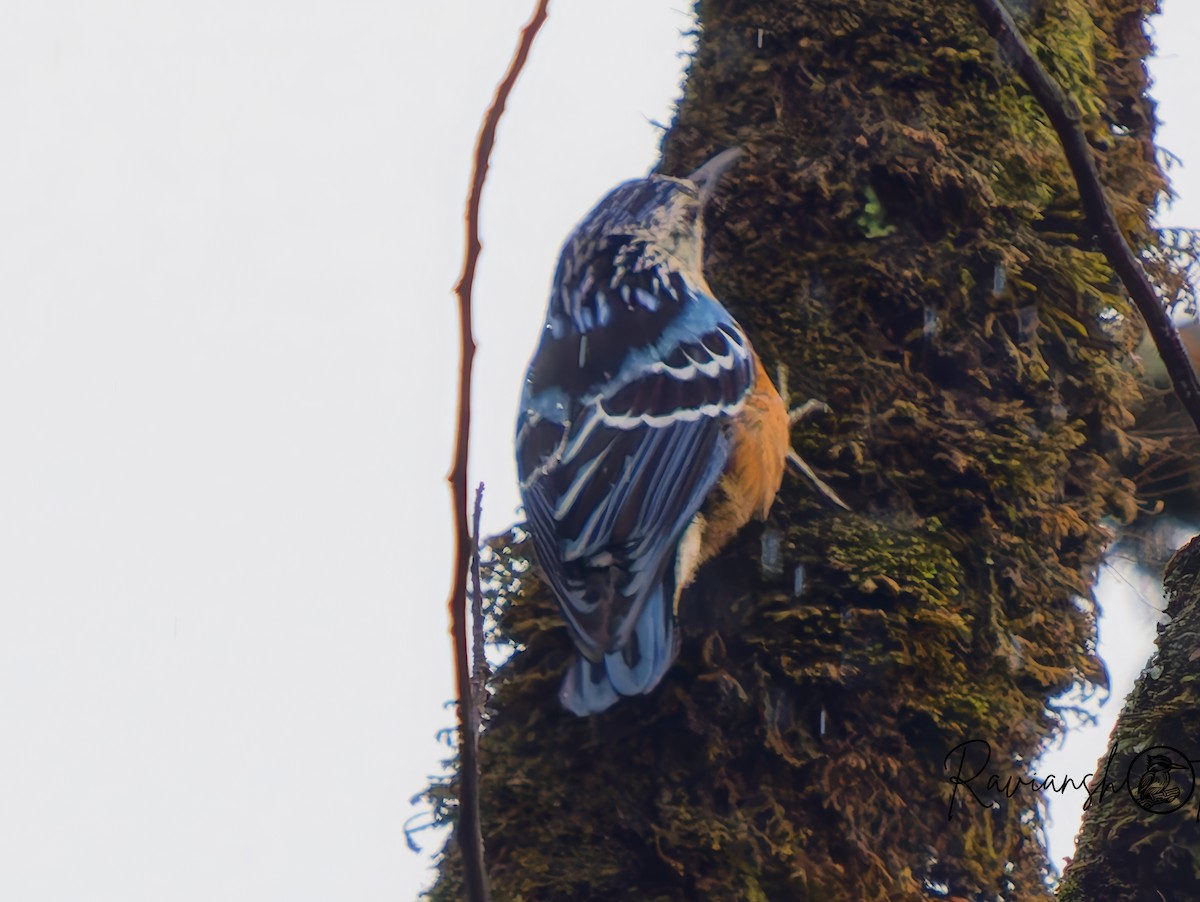 Beautiful Nuthatch - ML637312561
