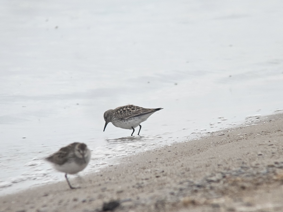 White-rumped Sandpiper - ML637312621