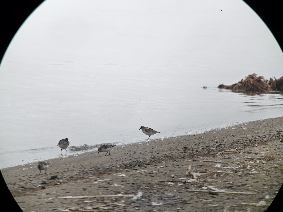 White-rumped Sandpiper - ML637312625