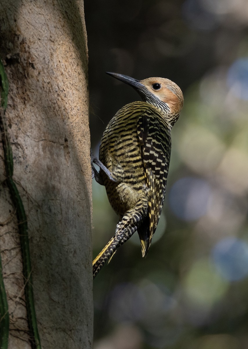 Fernandina's Flicker - ML637312646