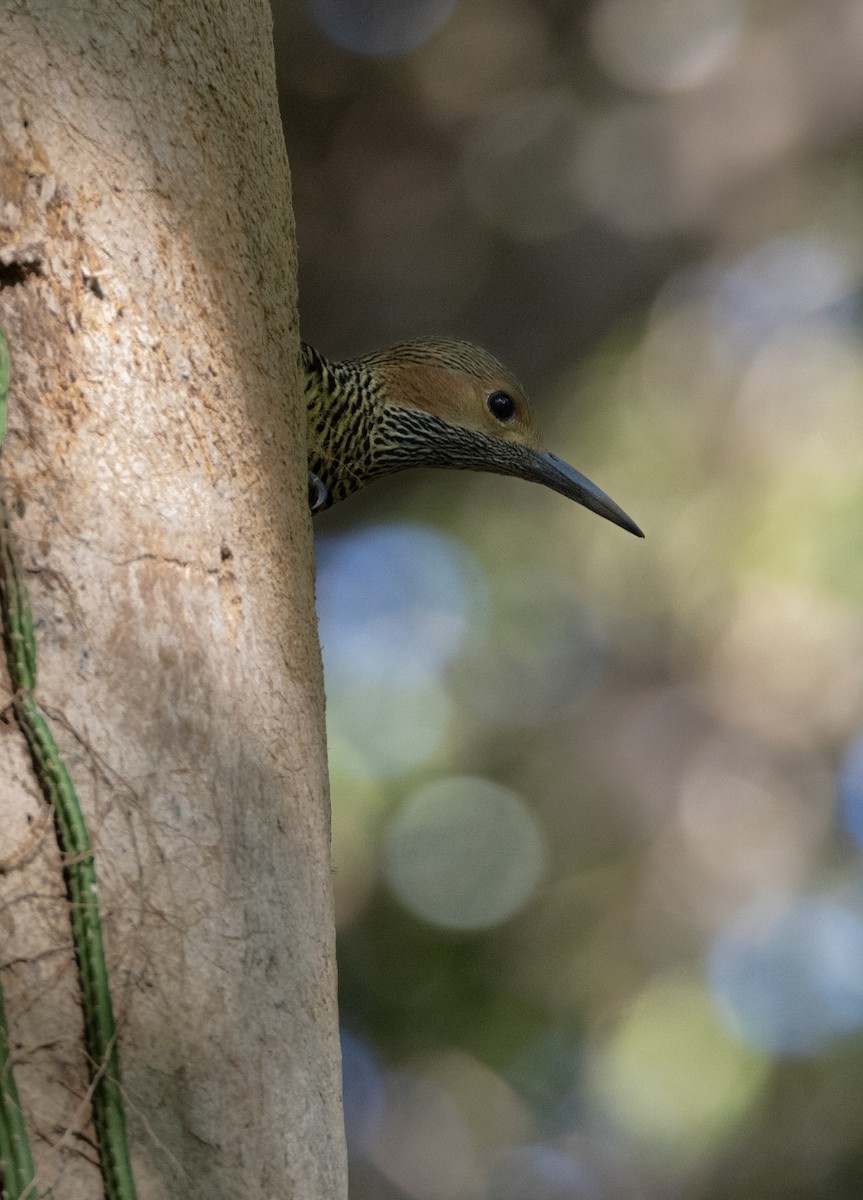 Fernandina's Flicker - ML637312647