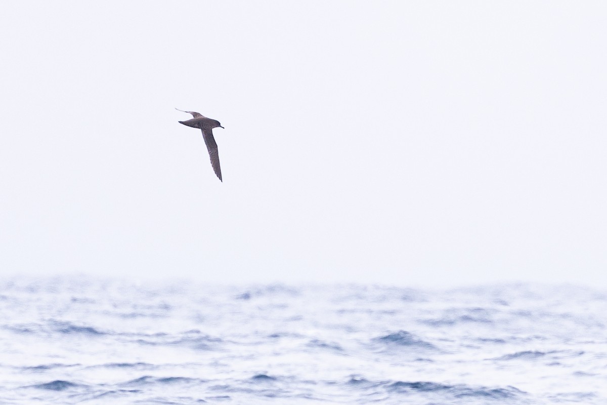 Sooty Shearwater - ML637312665