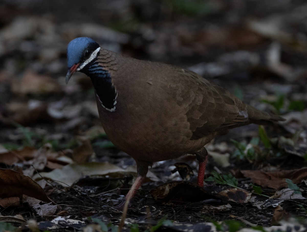 Blue-headed Quail-Dove - ML637312672