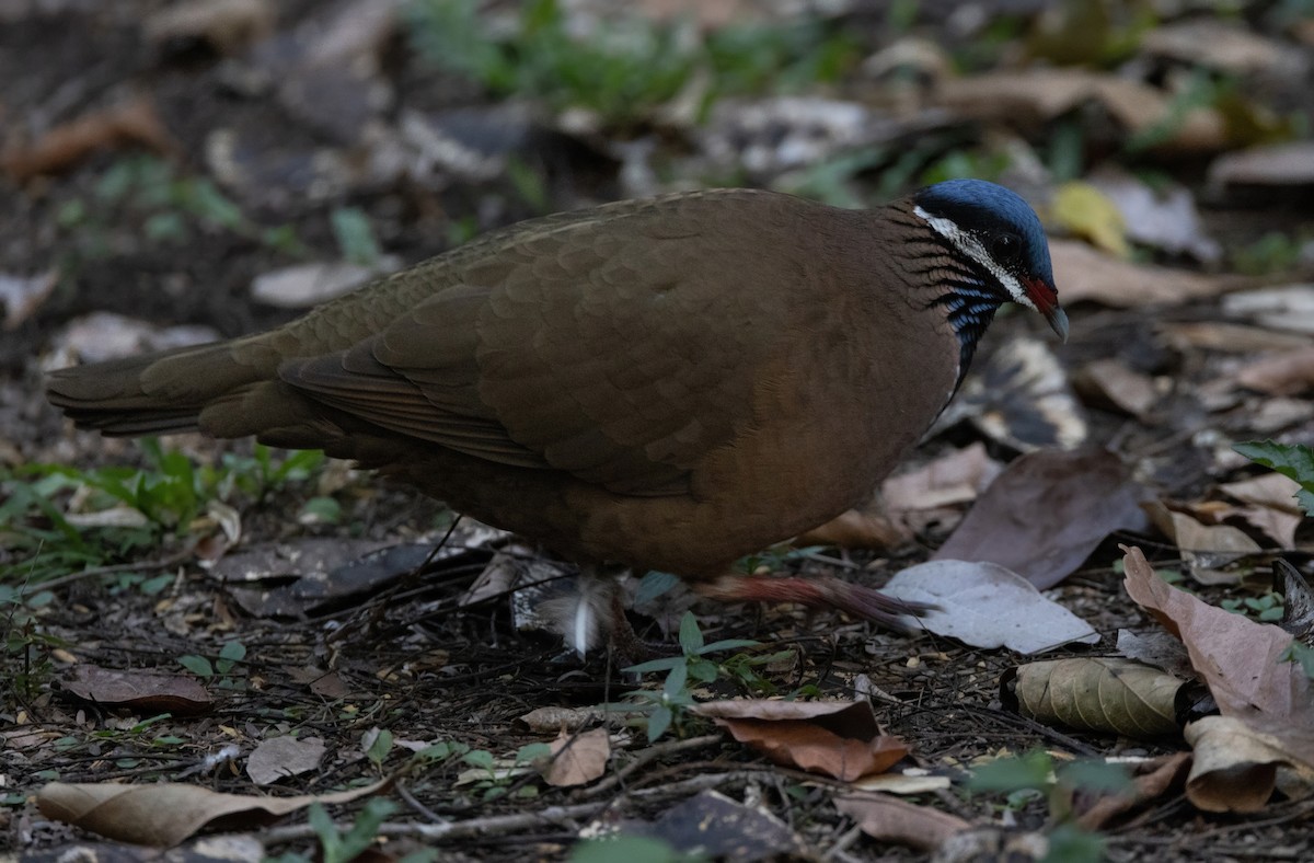 Blue-headed Quail-Dove - ML637312674