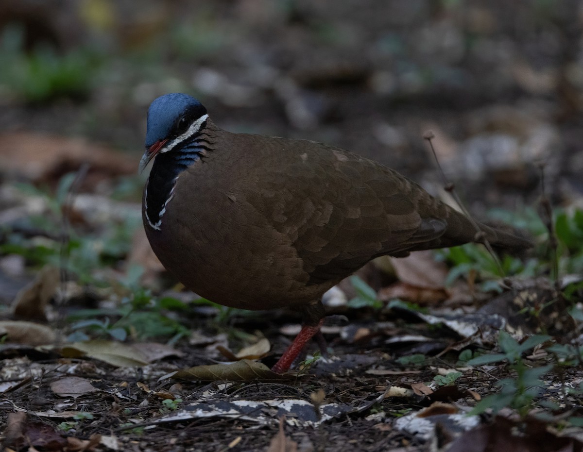 Blue-headed Quail-Dove - ML637312675