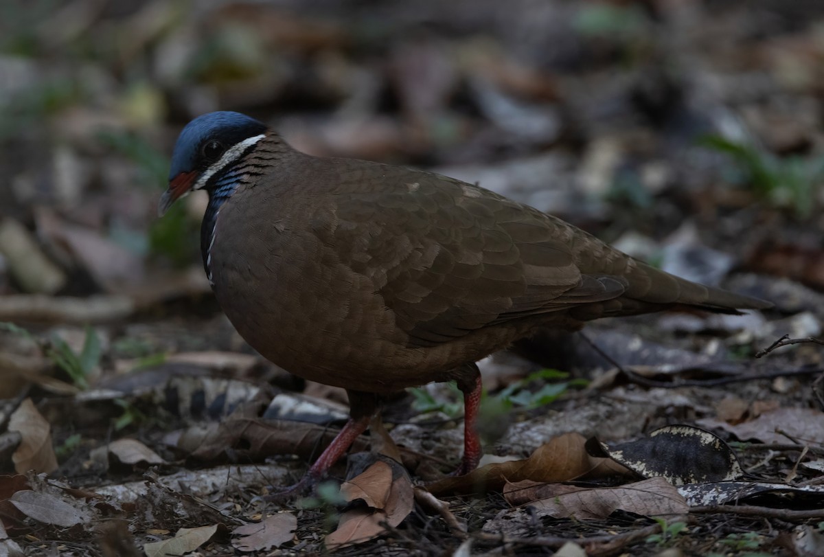 Blue-headed Quail-Dove - ML637312676