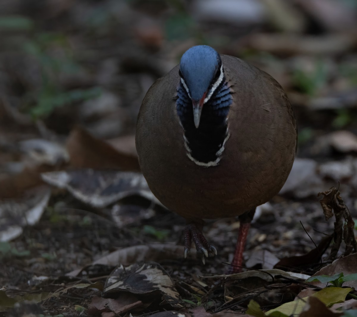 Blue-headed Quail-Dove - ML637312678