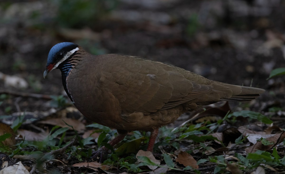 Blue-headed Quail-Dove - ML637312679