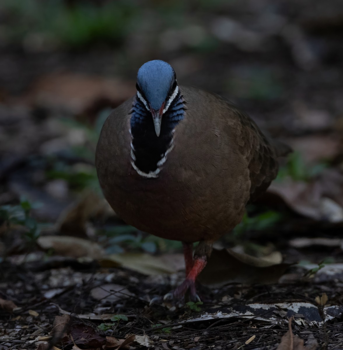Blue-headed Quail-Dove - ML637312681