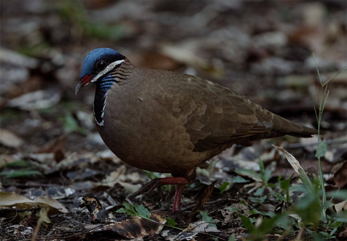 Blue-headed Quail-Dove - ML637312682