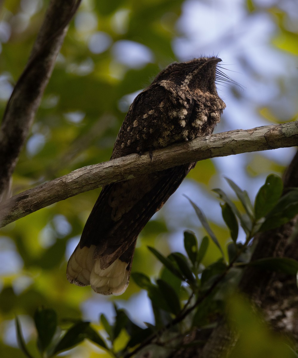 Cuban Nightjar - ML637312737