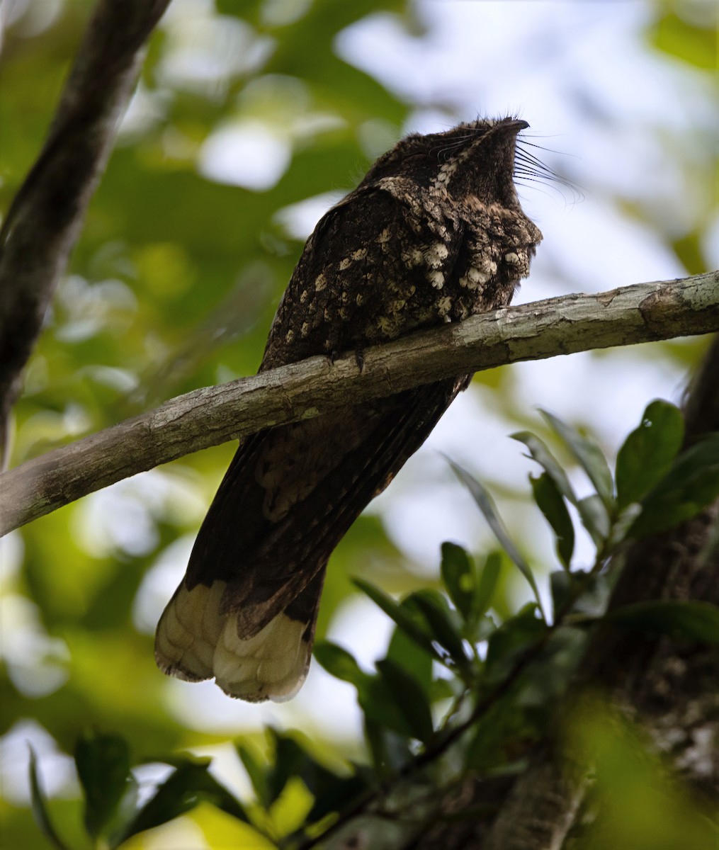 Cuban Nightjar - ML637312739