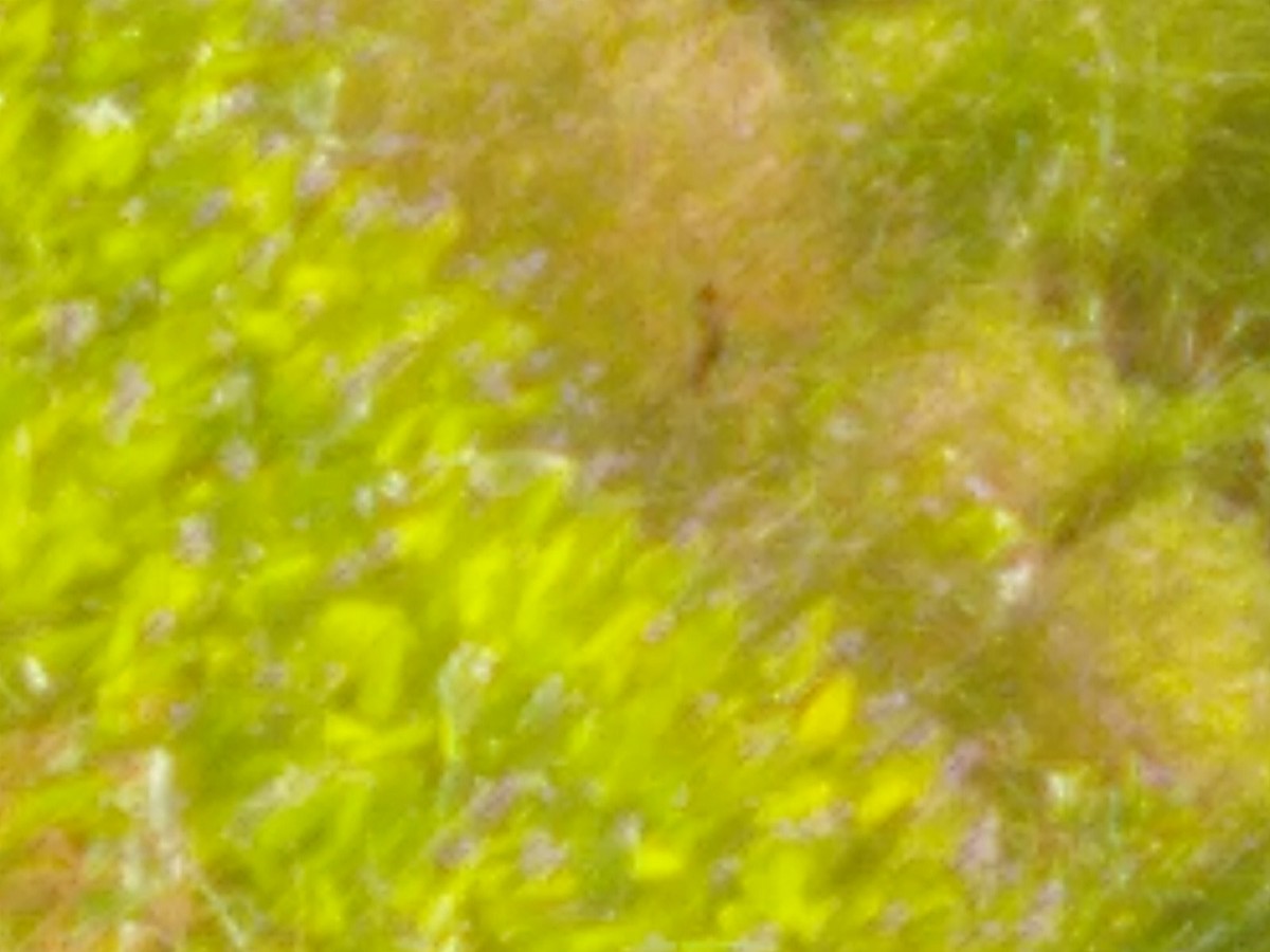 Red-winged Blackbird - ML637312799