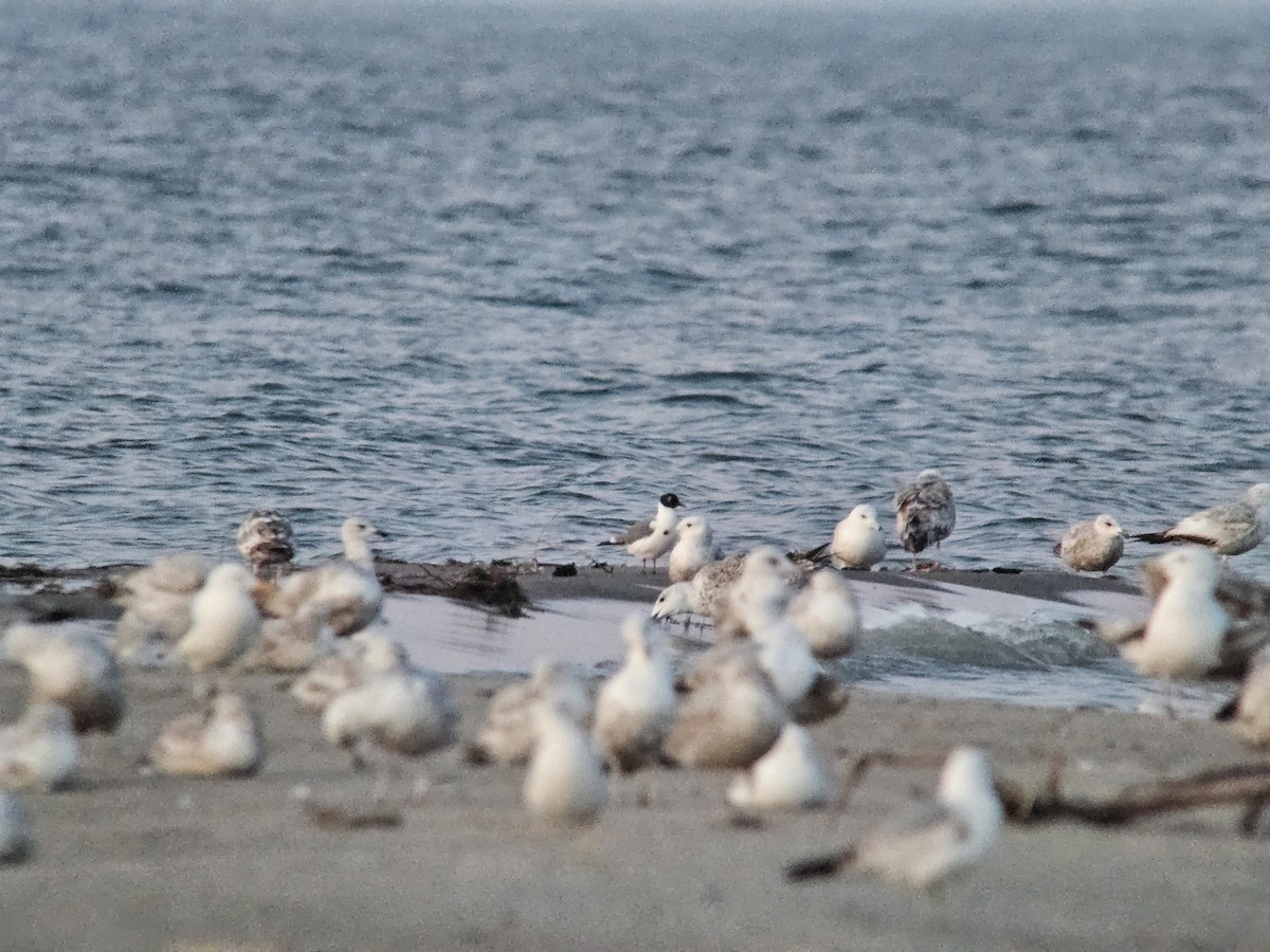 Laughing Gull - ML637312839