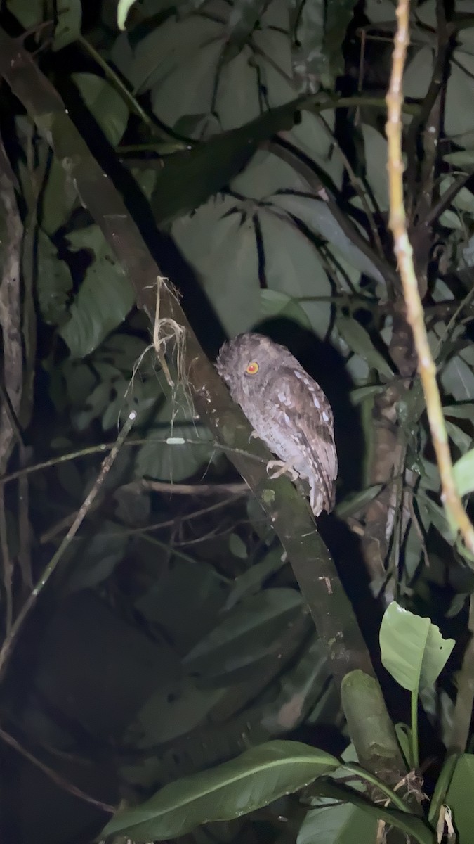 Choco Screech-Owl - ML637312857