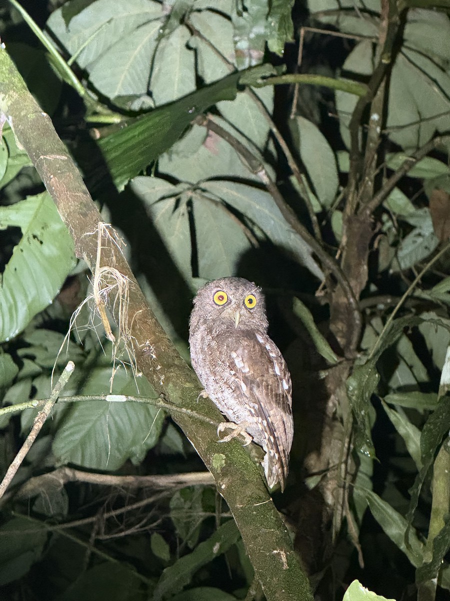 Choco Screech-Owl - ML637312859