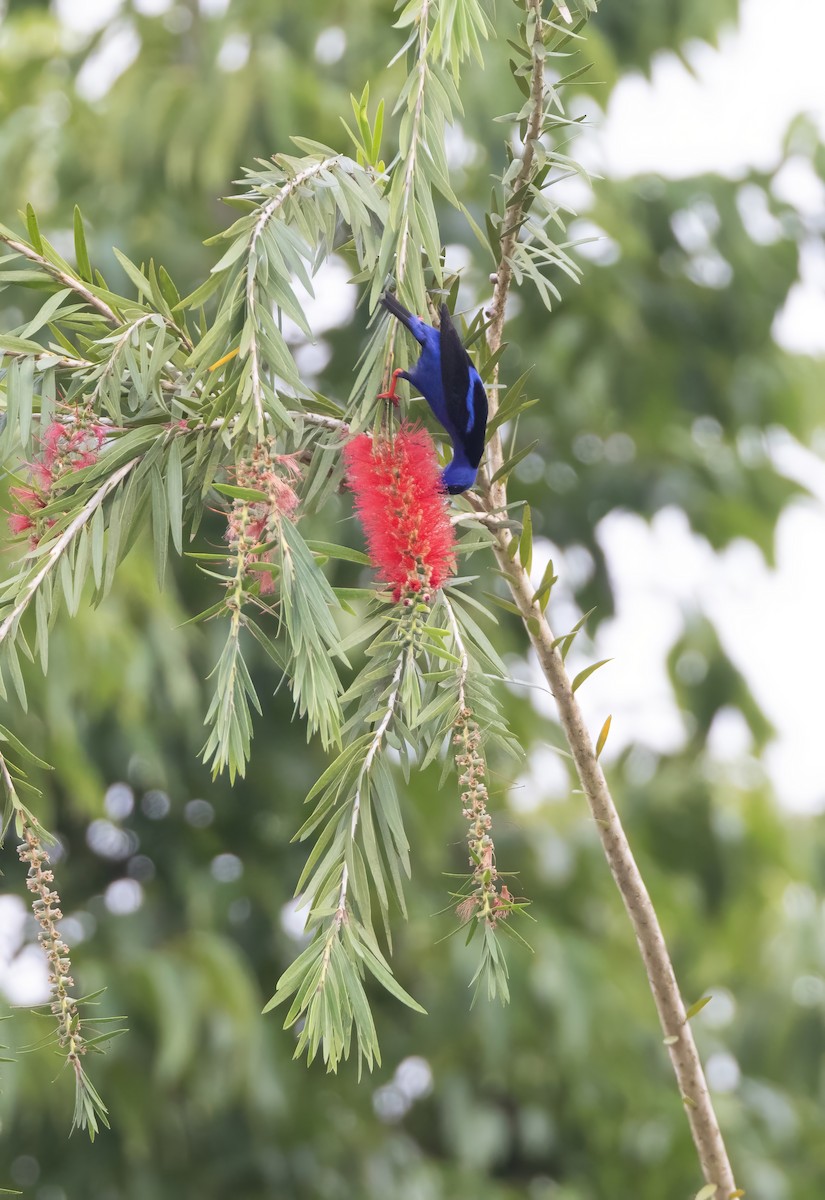 Red-legged Honeycreeper - ML637312889