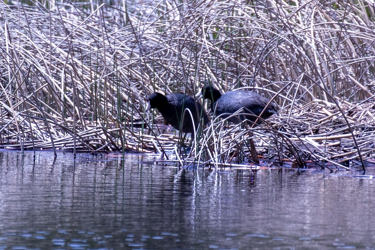 American Coot (Red-shielded) - ML637312915