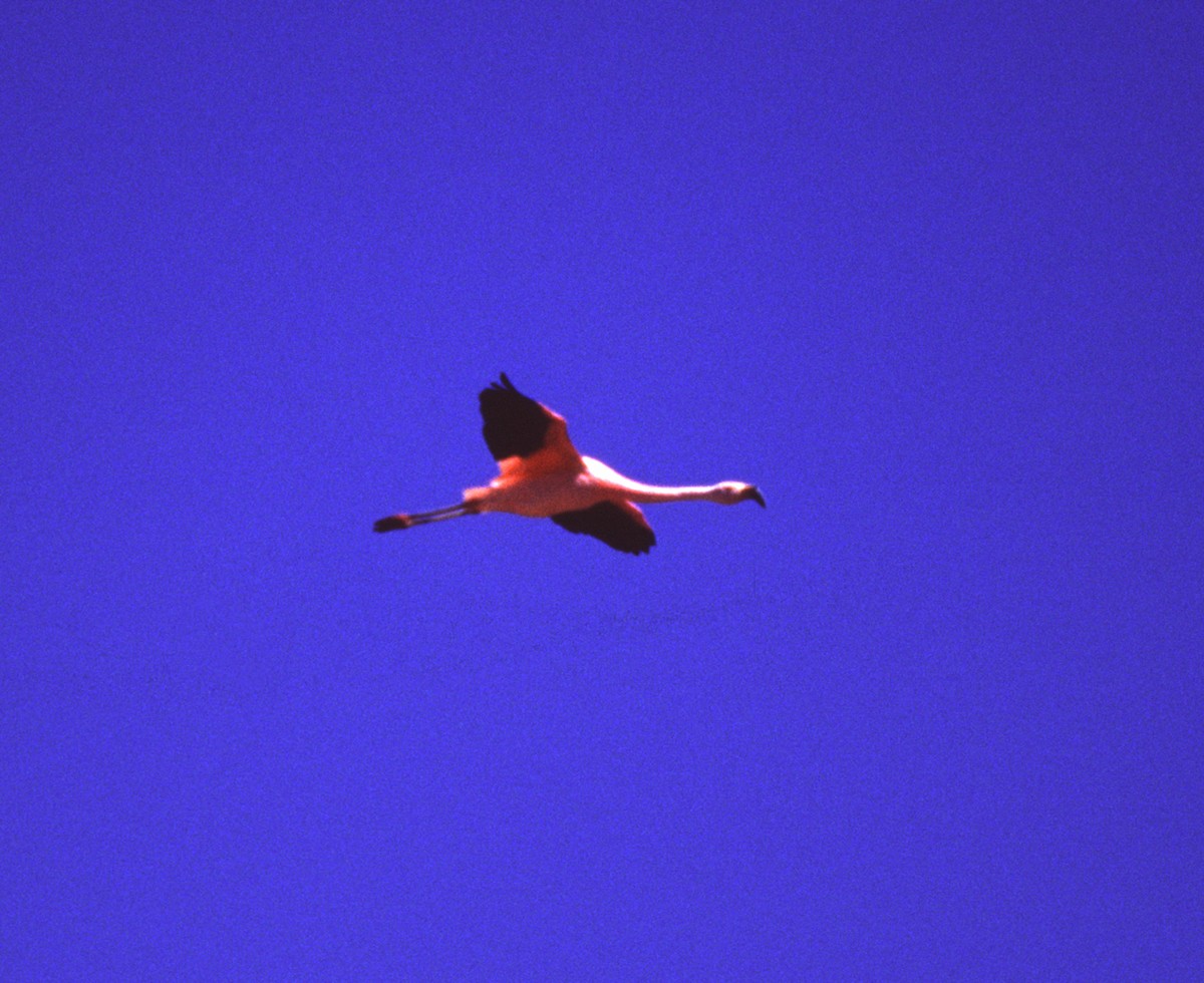 Chilean Flamingo - ML637312948
