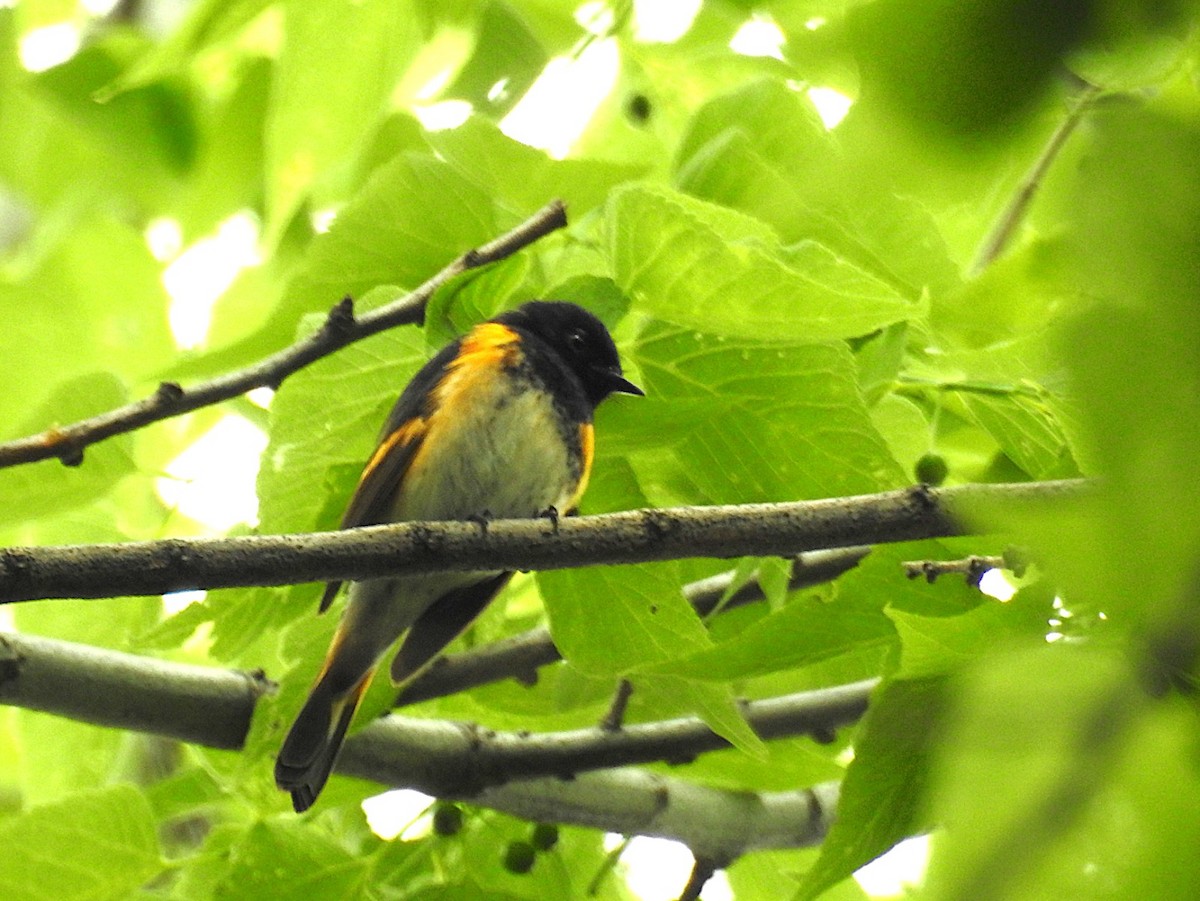 American Redstart - ML637313092