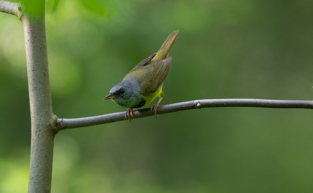 lesňáček šedokápý - ML637313119