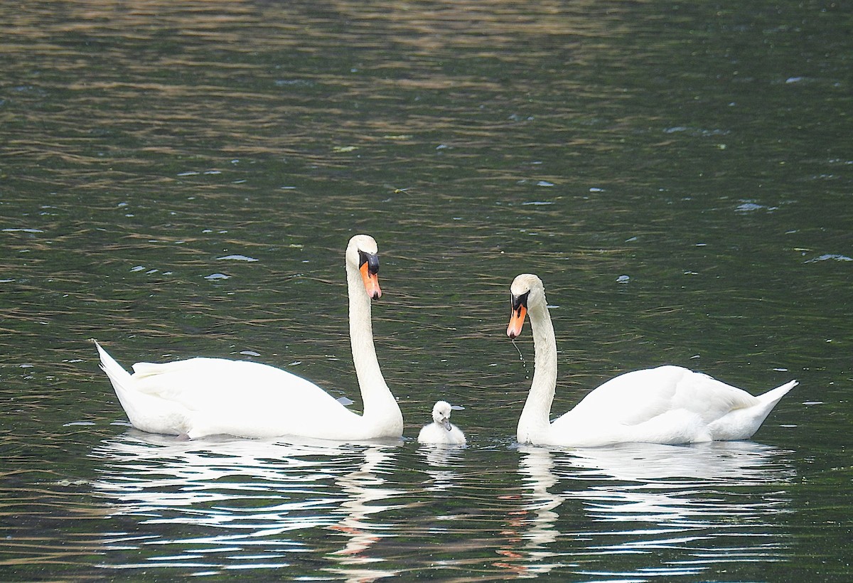 Mute Swan - ML637313120