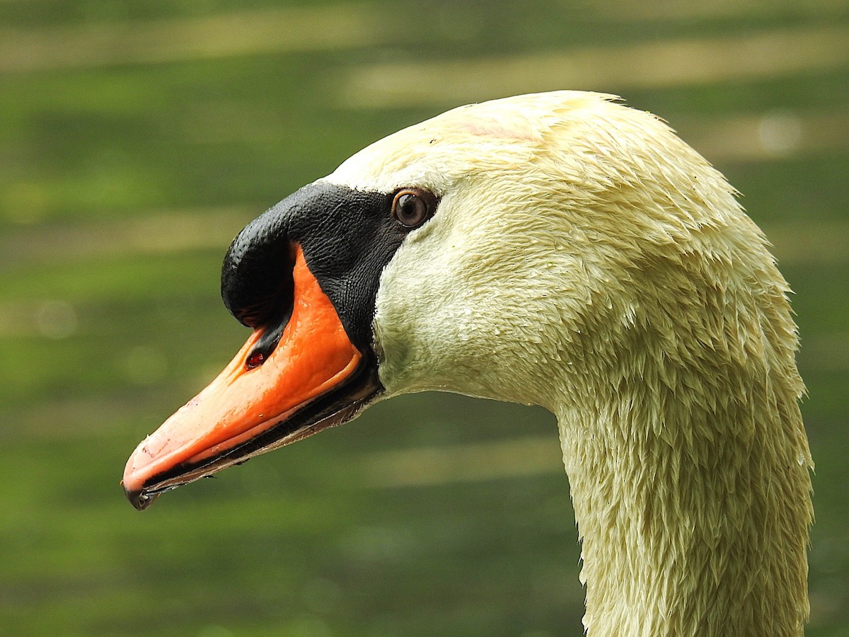 Mute Swan - ML637313121