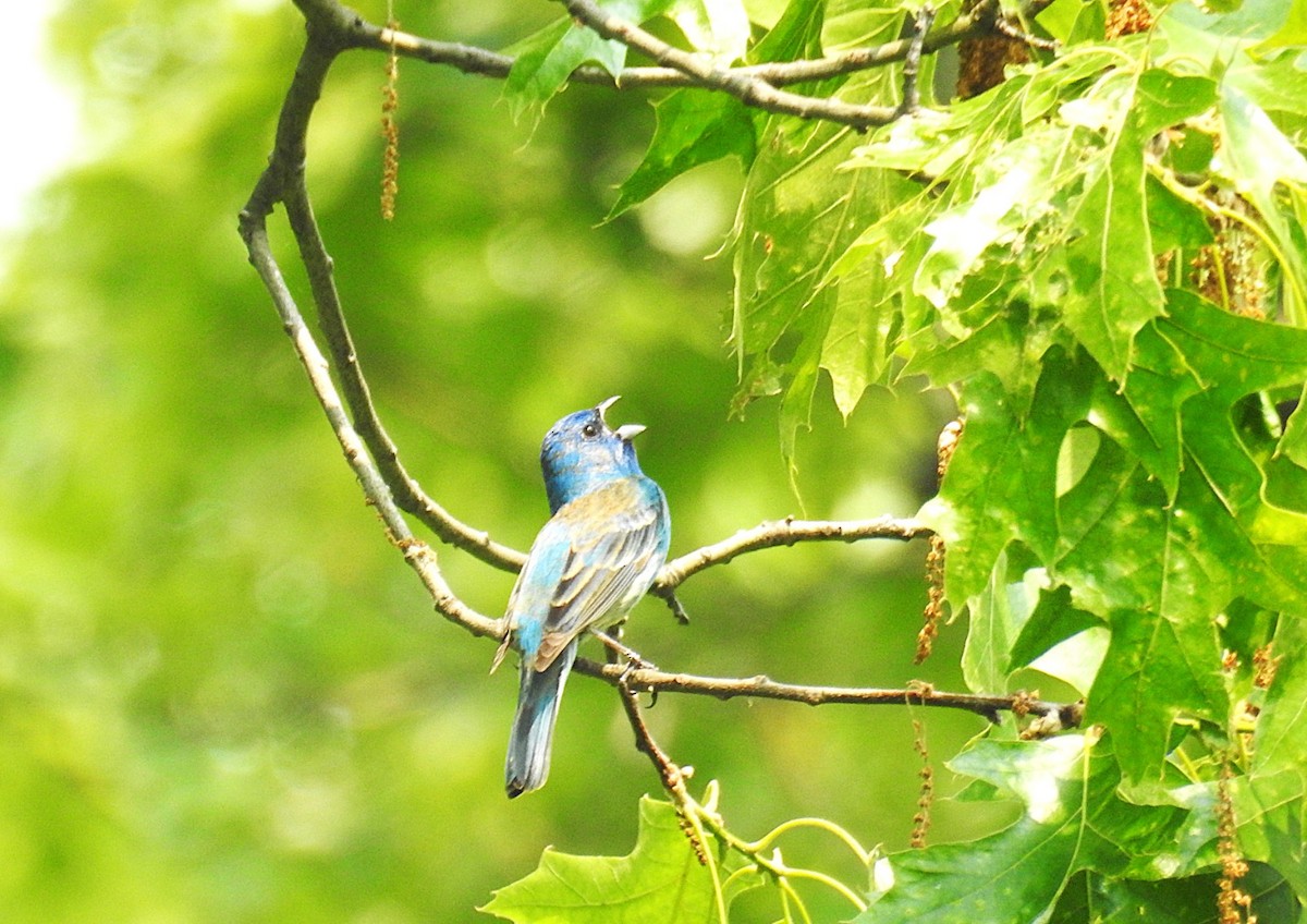 Indigo Bunting - ML637313151